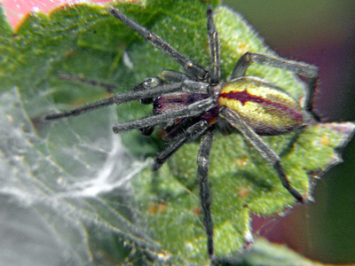 Cheiracanthium. Фото с сайта gezieferwelt.de Cheiracanthium. Фото с сайта gezieferwelt.de