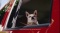 JEEP Liberty: The dog's life